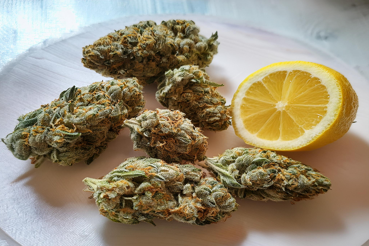 lemon pound cake strain